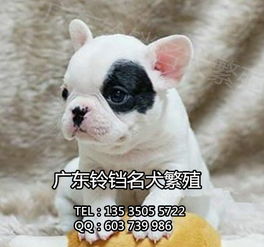 鈴鐺犬舍 專業(yè)繁殖法斗幼犬，上門看狗與全面售后保障的安心之選